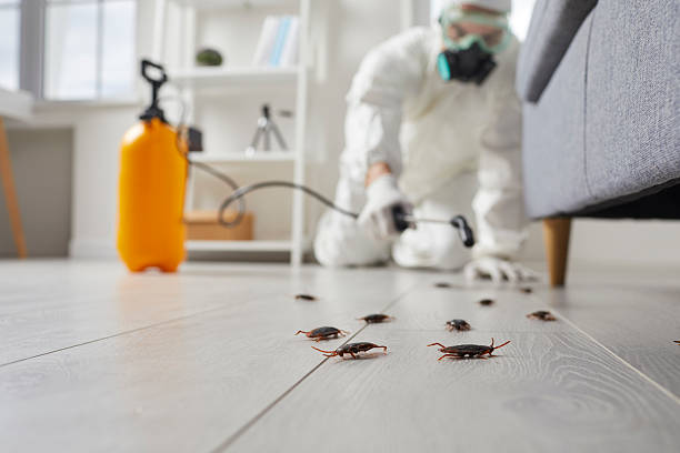 Post-Treatment Bed Bug Interceptor Monitoring in Rocky Top